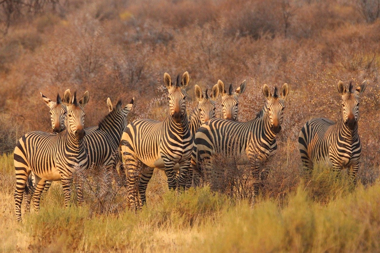 zebras south africa