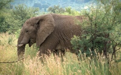 Why South Africa Should Be On Your Bucket List